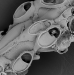 Crepis sinensis, Holotype: SMF 5429 Crepis sinensis, Holotype: SMF 5429