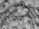 Cribellopora simplex, Holotype: MNHN 10382 Cribellopora simplex, Holotype: MNHN 10382