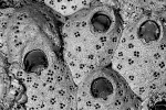 Cribellopora simplex, Holotype: MNHN 10382 Cribellopora simplex, Holotype: MNHN 10382