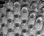 Cribellopora trichotoma, paralectotype Cribellopora trichotoma, paralectotype