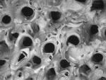 Dentiporella saldanhai, Paratypes: MNCN-25.03/3773, 3774 Dentiporella saldanhai, Paratypes: MNCN-25.03/3773, 3774