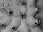 Escharella longicollis, syntypes Escharella longicollis, syntypes
