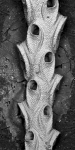 Euginoma vermiformis, lectotype Euginoma vermiformis, lectotype
