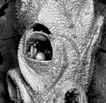 Euginoma vermiformis, lectotype Euginoma vermiformis, lectotype