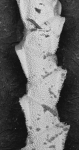 Euginoma vermiformis, lectotype Euginoma vermiformis, lectotype