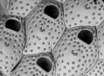 Fenestrulina inesae, Paratype Fenestrulina inesae, Paratype