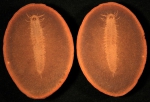 Fossundecima konecniorum ROM47990 via Royal Ontario Museum division of Palaeontology Fossundecima konecniorum ROM47990 via Royal Ontario Museum division of Palaeontology
