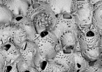 Fenestrulina juani, Paratype Fenestrulina juani, Paratype