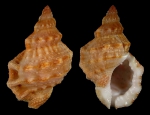 Bursa granularis elisabettae Nappo A., Pellegrini D. & Bonomolo G., 2014 HOLOTYPE Bursa granularis elisabettae Nappo A., Pellegrini D. & Bonomolo G., 2014 HOLOTYPE