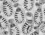 Hincksina calpensis, Holotype: MNHN IB-2009-1520 Hincksina calpensis, Holotype: MNHN IB-2009-1520