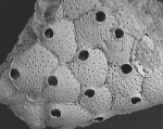 Hippoporina polygonia, NE Atlantic, lectotype Hippoporina polygonia, NE Atlantic, lectotype
