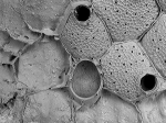 Hippoporina polygonia, NE Atlantic, paralectotype Hippoporina polygonia, NE Atlantic, paralectotype