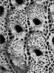 Hippoporina teresae, paratype Hippoporina teresae, paratype
