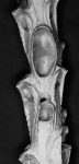 Jubella enucleata, NE Atlantic, lectotype Jubella enucleata, NE Atlantic, lectotype