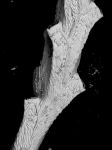 Jubella enucleata, NE Atlantic, lectotype Jubella enucleata, NE Atlantic, lectotype