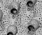 Metroperiella atlantica, Atlantic Morocco, holotype Metroperiella atlantica, Atlantic Morocco, holotype