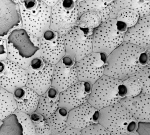 Metroperiella gay, NW Iberian Peninsula, Holotype: MNCN-25.03/3738 Metroperiella gay, NW Iberian Peninsula, Holotype: MNCN-25.03/3738