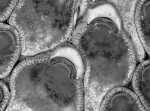 Mollia cristinae, Portugal Mollia cristinae, Portugal