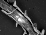 Mourellina gonzaloi, Holotype: ZMA V.Br. 875/5 Mourellina gonzaloi, Holotype: ZMA V.Br. 875/5