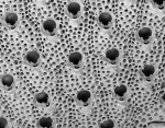 Schizomavella grandiporosa, Holotype, NW Spain Schizomavella grandiporosa, Holotype, NW Spain
