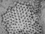 Schizotheca fissa, Lectotype: NHMUK 1889.7.1.2470, NW Iberian Peninsula Schizotheca fissa, Lectotype: NHMUK 1889.7.1.2470, NW Iberian Peninsula
