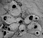Setosella cavernicola, NW Spain Setosella cavernicola, NW Spain
