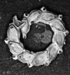 Setosella folini, Lectotype: MNHN 1043 Setosella folini, Lectotype: MNHN 1043