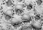 Stephanollona armata, Holotype: NHMUK 1899.5.1.973 Stephanollona armata, Holotype: NHMUK 1899.5.1.973