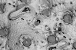 Stephanollona armata, Holotype: NHMUK 1899.5.1.973 Stephanollona armata, Holotype: NHMUK 1899.5.1.973
