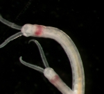 Live Protodrilus haurakiensis from Island Bay, Wellington NZ subtidal gravel Live Protodrilus haurakiensis from Island Bay, Wellington NZ subtidal gravel