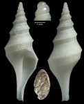 Aforia serranoi Gofas, Kantor & Luque, 2014 - Holotype Aforia serranoi Gofas, Kantor & Luque, 2014 - Holotype