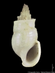 Tomlinella insignis (A. Adams & Reeve, 1850) Tomlinella insignis (A. Adams & Reeve, 1850)