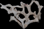 Biflustra arborescens, from SW Iberian Peninsula Biflustra arborescens, from SW Iberian Peninsula