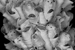 Celleporella angusta, NW Spain, Celleporella angusta, NW Spain,
