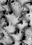 Dentiporella sardonica, paratype Dentiporella sardonica, paratype