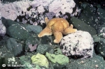 Echinodermata (Echinoderms)