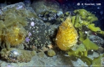 Cnemidocarpa verrucosa and others Cnemidocarpa verrucosa and others