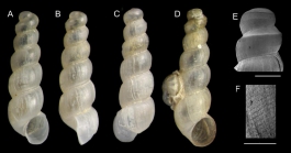 Graphis pruinosa Gofas & Rueda, 2014A-C: Holotype fron Algarrobo Bank, Alboran Sea (actual size 2.1 mm); D: Paratype (2.2 mm), E-F: protoconch (scale bas 200 μm) and microsculpture (scale bar 50 μm)of another paratype