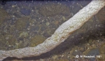 Distaplia cylindrica Distaplia cylindrica