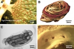 Turbocavus secretus Turbocavus secretus