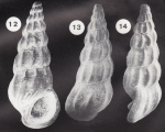 Palaeorissoina acuminata Gründel, 1999 Palaeorissoina acuminata Gründel, 1999