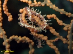 Alcyonosyllis phili Alcyonosyllis phili