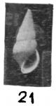 Zebinella vredenburgi (Dey, 1962) Zebinella vredenburgi (Dey, 1962)