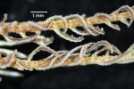 Antedon incommoda incommoda TYPE BMNH 84.11.12.6_specimen1 middle pinnules Antedon incommoda incommoda TYPE BMNH 84.11.12.6_specimen1 middle pinnules