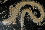 Disconatis accolus, sand beach Decanter Bay Banks Peninsula Disconatis accolus, sand beach Decanter Bay Banks Peninsula