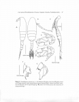 Pseudodiaptomus siamensis Pseudodiaptomus siamensis