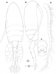 Pseudodiaptomus koreanus female Pseudodiaptomus koreanus female
