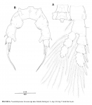Pseudodiaptomus koreanus female p5 Pseudodiaptomus koreanus female p5