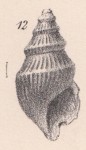 Rissoina witchelli Lycett, 1863 Rissoina witchelli Lycett, 1863