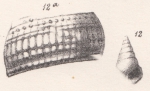 Rissoina cancellata Morris & Lycett, 1850 Rissoina cancellata Morris & Lycett, 1850